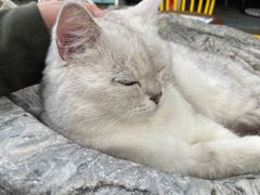 -喵屿·大理花园猫咖