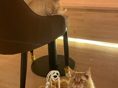 -猫腻·猫咖·撸猫馆(星光大道店)