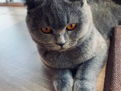 -藏猫猫咖啡主题馆(中央大道店)