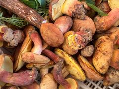 -云南木水花野生菌交易中心