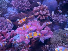 -暹罗海洋世界