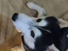 -Husky Go! 哈士奇体验馆·宠物咖啡厅狗咖