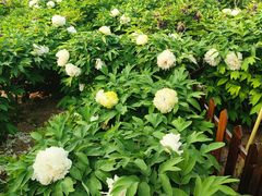 -曹州百花园