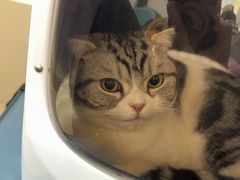 -北京观赏动物医院·24小时大型综合·猫专科·异宠专科