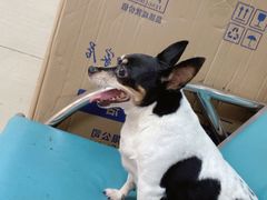 -爱侣·安琦尔宠物医院·中兽医针灸·心内科·狂犬免疫点(宝山区院)