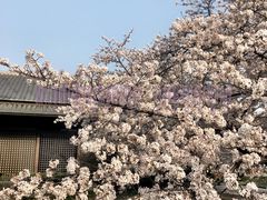 -名古屋城
