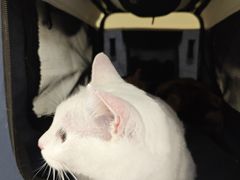 -爱诺耐芙动物医院(万博店)