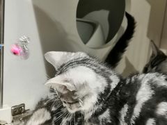 -东方名猫馆·英短金渐层布偶猫舍(环线广场1号楼店)