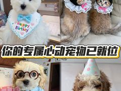 -翊宠yipet猫狗购宠庄园犬舍•猫舍