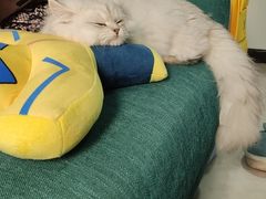 -猫大福·Fortune Cat猫舍(百子湾店)