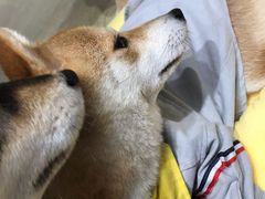 -逗柴咖啡屋·狗咖猫咖宠物桌游