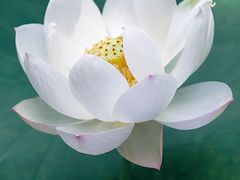 -青岛蓝海大饭店·爱琴海自助餐厅(崂山店)