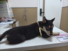 -瑞派康怡24h宠物医院·犬猫医疗中心·微创绝育(瑞景分院)