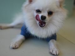 -怪兽屋·羊驼·猫咖·狗咖(俊华广场店)