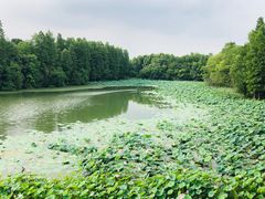 -东湖落雁景区