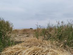 -呈贡滇池生态湿地公园