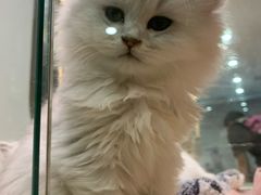 -BABIT巴比特宠物(MOMOPARK店)