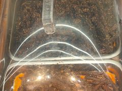 -嘉凌码头·重庆特产手工火锅底料(洪崖洞九楼店)
