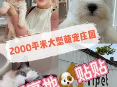 -翊宠yipet猫狗购宠庄园犬舍•猫舍