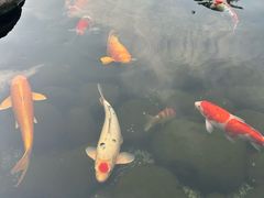 -罗红摄影艺术馆