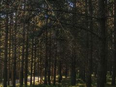 -塞罕坝国家级自然保护区