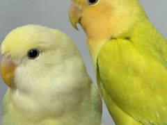 -吾叁·吉趣鸟咖(万科店)