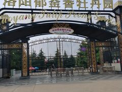 -洛阳郁金香牡丹园