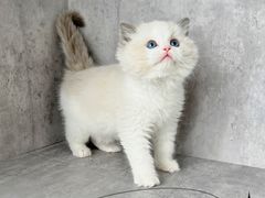 -小猫来了·猫舍(红山六九七九店)