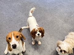 -有喵·猫咖·狗咖·40+猫狗有小奶狗(岗厦店)