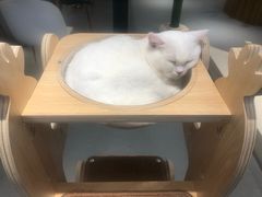 -飞行喵MR PILOT|猫舍·猫咖(静安大融城店)