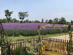 -同里国家湿地公园