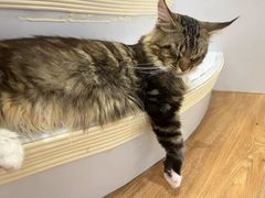 -COLOR PETS 撸猫馆·购猫·猫咖(长风大悦城店)