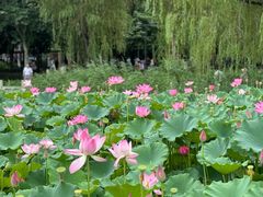 -莲花池公园