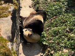 -都江堰中华大熊猫苑