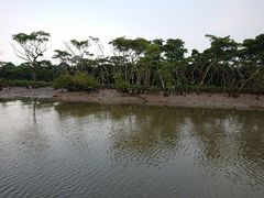 -东寨港红树林旅游区