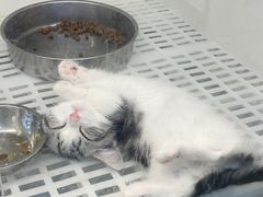 -lincat·猫舍(广州店)