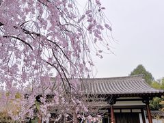-西安青龙寺遗址景区