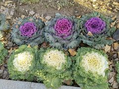 景点-南宫五洲植物乐园