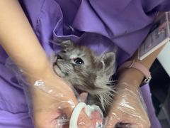 -瑞派宠物医院·24h·骨外科·皮肤科·全科宠物医疗转诊中心(沈阳浑南院)
