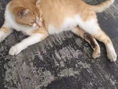 -顺强宠物诊所·狂犬免疫·夜诊·骨科(嘉定店)