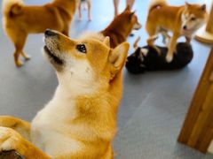 -柴源莊·柴小宠柴犬咖啡
