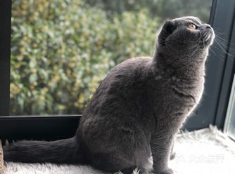 新手养猫Q&A 老司机教你简单上路