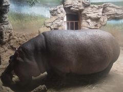 河马犇犇20201115-北京动物园