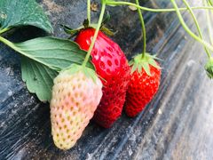 -南汇老顾农家乐采摘大团水蜜桃采摘店