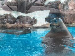 -海合安成都极地海洋公园