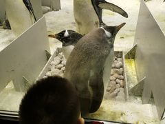 -大连圣亚海洋世界