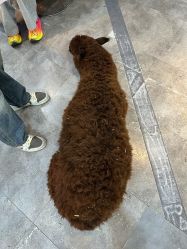 点击看大图 -神奇动物撸宠馆·羊驼·小浣熊·异宠(豫园店)