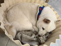 -柴犬小屋·柴餐厅·狗咖食堂(金鼎广场店)