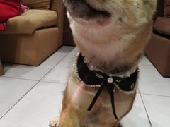 -柴务处·柴犬主题狗咖