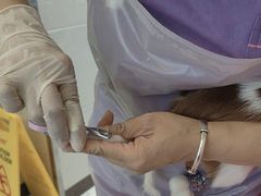 -北京观赏动物医院·24小时大型综合·猫专科·异宠专科